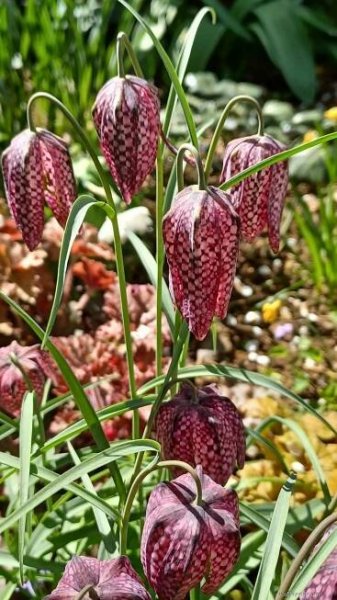 Řebčík kostkovaný (Fritillaria meleagris)
