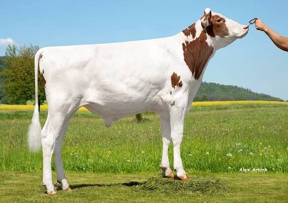 ZOOSERVIS – výjimečná genetika především od českých farmářů