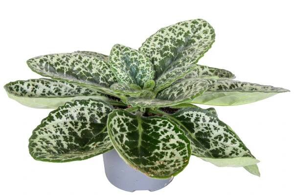 Streptocarpus Pretty Turtle