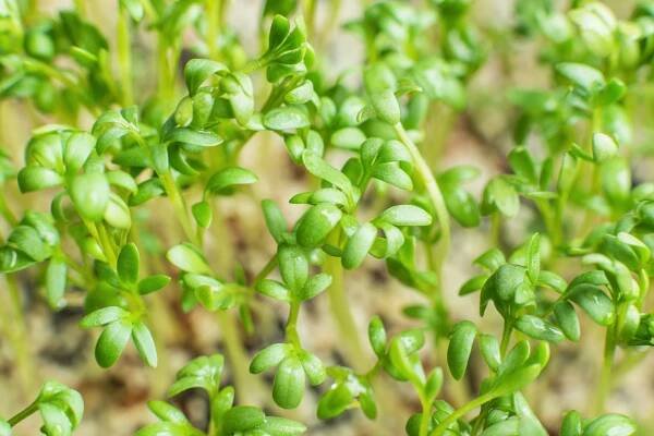 Řeřicha – lahodná cesta ke zdraví