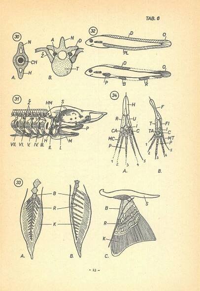 Zoologie strunatců - ČSOP Vlašim