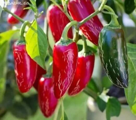 Chilli paprička - Jalapeno (semena)