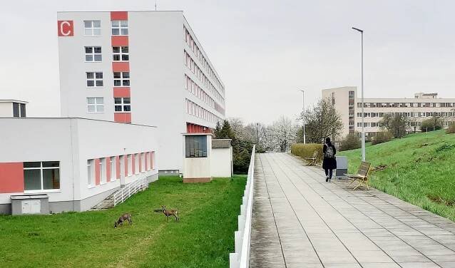 Srnky se pasou pod okny nemocnice v Mostě. Dělají radost pacientům i personálu