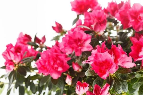 Azalea flower Stock Photos, Royalty Free Azalea flower Images