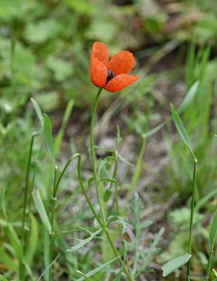 Mák polní lysý (Papaver argemone var glabrum)