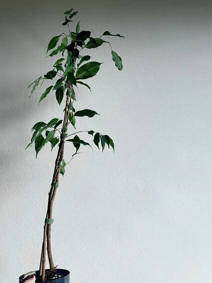 Ficus benjamin