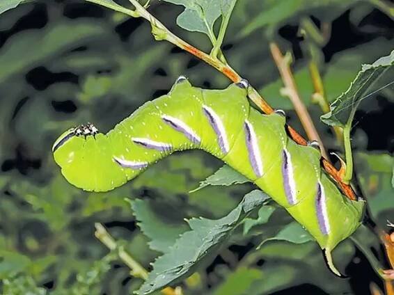 Lišaj šeříkový (Sphinx ligustri)