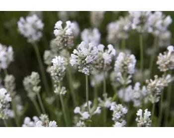 Levandule úzkolistá 'Arctic Snow' - Lavandula angustifolia 'Arctic Snow' Kontejner o objemu 3 litry