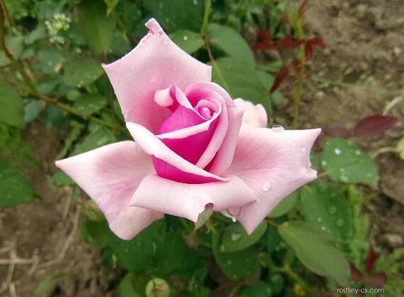 Růže La France (Rosa), květy, květenství