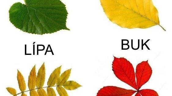 Podzim - listy stromu | Plant leaves, Plants, Leaves