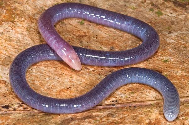 Microcaecilia