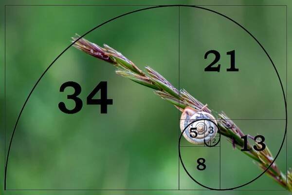 Fibonacci,Sequence,Mathematical,Curves,On,Snail,Golden,Rule