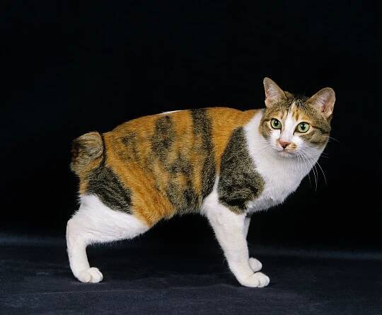 Japonský bobtail
