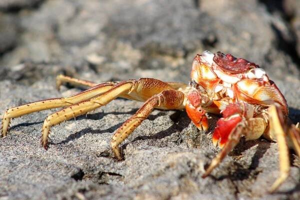 krab