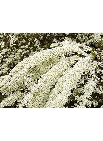 Spiraea cinerea 'Grefsheim'20-30 C1,4L