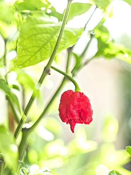 Fresh Carolina Reaper on the plant.