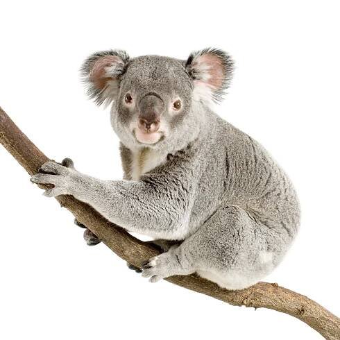 Koala — Stock obrázek