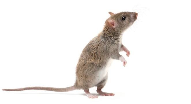 Closeup mladý potkan (Rattus norvegicus) stojí na zadních nohách a vzhlédl. izolované na bílém pozadí — Stock obrázek