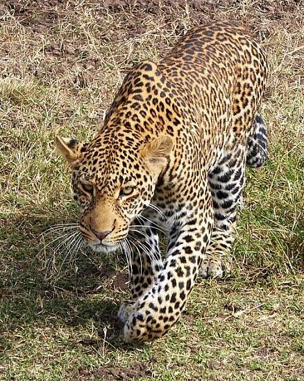 Leopard – Wikipedia