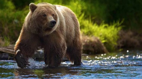 Kodiak Bear In A River Wallpaper