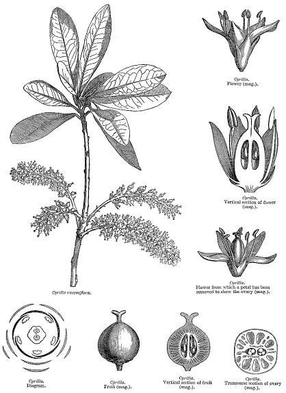Angiosperm families - links to images 