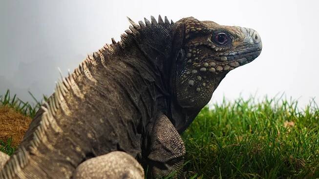 EXOTIKA 2016: ptáci, plazi, savci a akvarijní ryby z pěti kontinentů světa v Lysé nad Labem | RadaVeterináře.cz 