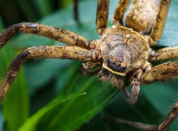 Meet the crab-legged giants that haunt Australian homes and hunt with terrifying speed