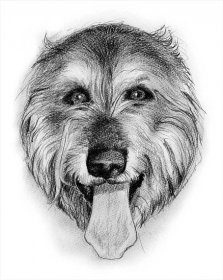 Sketch of the pencil ウルフハウンドなど | Zephyrmama's Dog Illustration