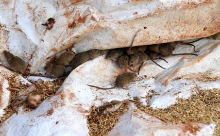 ​​Swarms of mice descend on Australian farms again