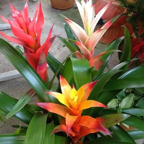 Guzmania Tropical Plants Picture