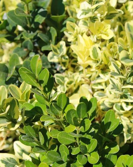 New Mexico Friendly Plants — Osuna Nursery
