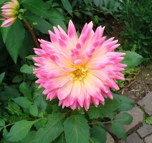 Dahlie, Dahlia