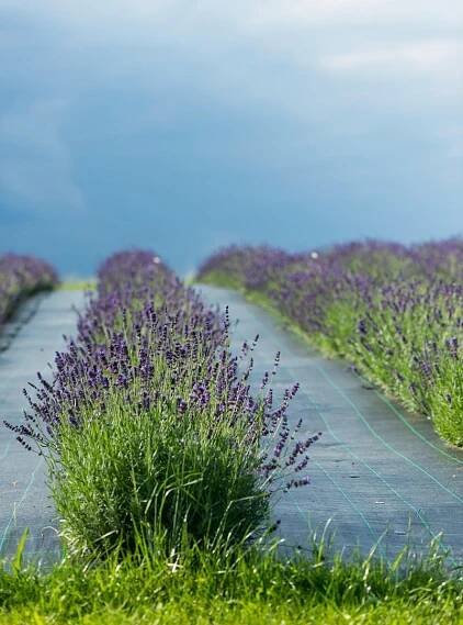 Levandule úzkolistá HIDCOTE BLUE nízká odrůda INTENZIVNĚ VONÍCÍ, odolná Barva květů fialová