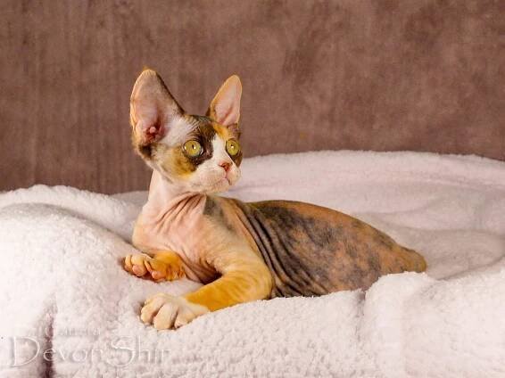 Devon Rex DevonShir Olivia 7
