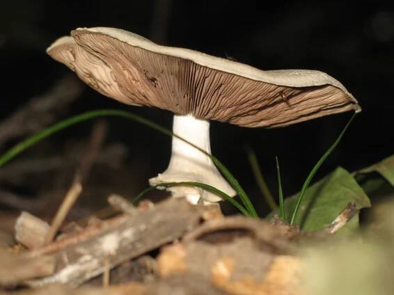 Fungi