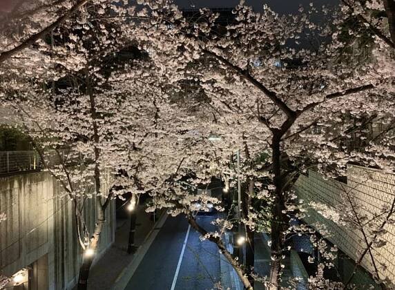 Sakura And Where To Find Them | NEW LUXURY