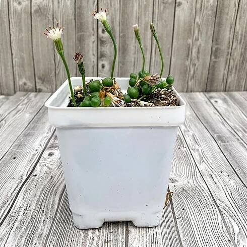 Plant Gallery • Telly's Greenhouse