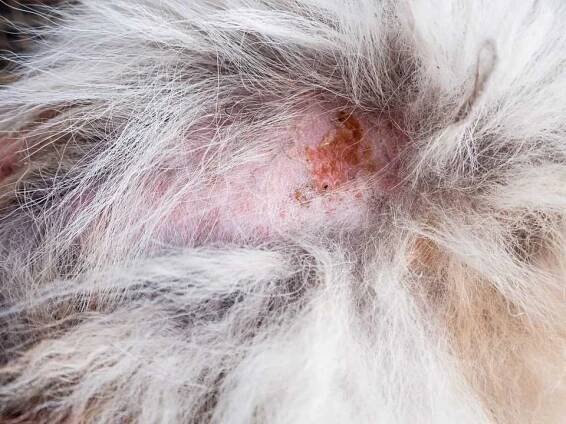 Zblízka kůže a psí chlupy, tento pořad, dermatitidy u psa a onemocnění na psí kůže, plešatý skvrnitá oblast kůže psů, alopecie, dermatitida v pes — Stock obrázek