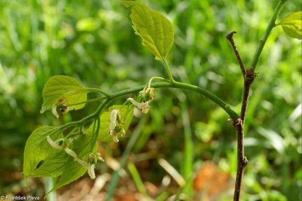 fotografický klíč k určování cévnatých rostlin :: BOTANICKÁ FOTOGALERIE