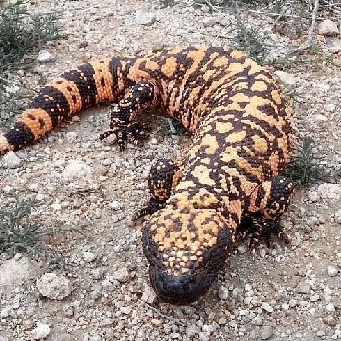 gila monster