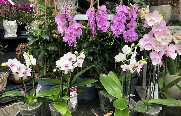 Flora Úvalno - výstava orchidejí a motýlů aneb výlet do Úvalna