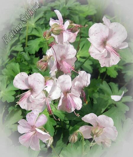 Geranium dalmaticum