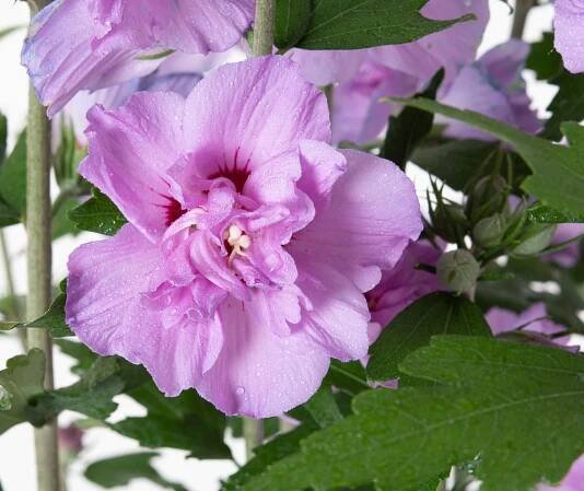 Hibiscus ARDENS - sýrska ketmia na stonke