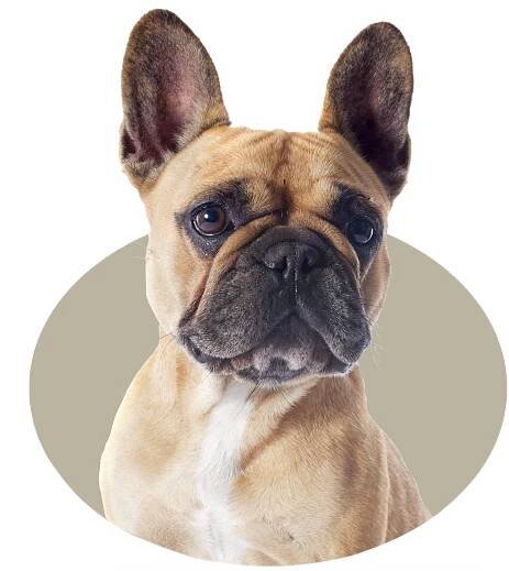 header_frenchie
