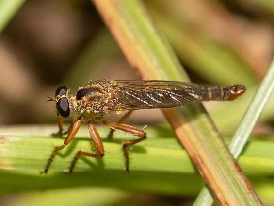 Polacantha gracilis