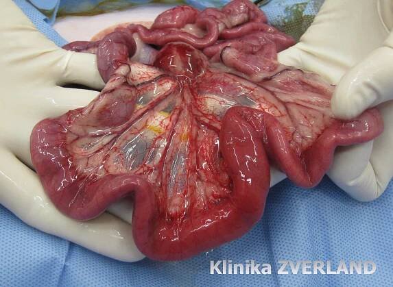 IBD / Inflammatory bowel disease / :: Felinna-medicina