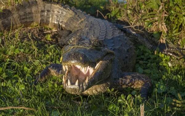 Černá Caiman v přírodě, Argentina, Ibera — Stock obrázek