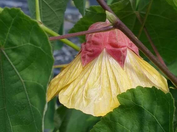 Abutilon Apricot Glow