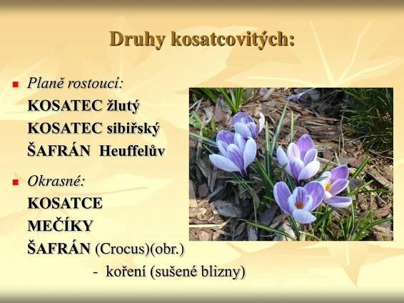 PPT - Vybrané čeledi jednoděložných rostlin I. PowerPoint Presentation - ID:5749323