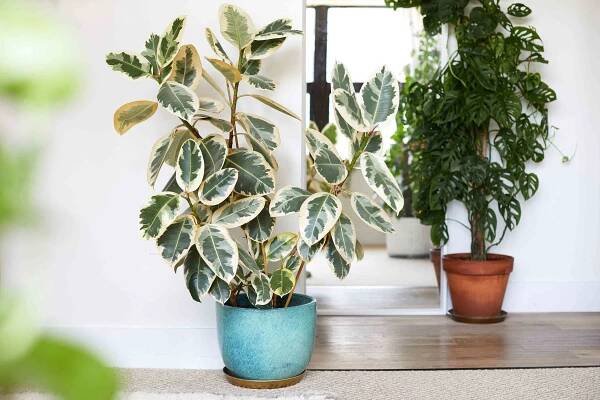 Growing Tips for the Striking Variegated Ficus Tineke